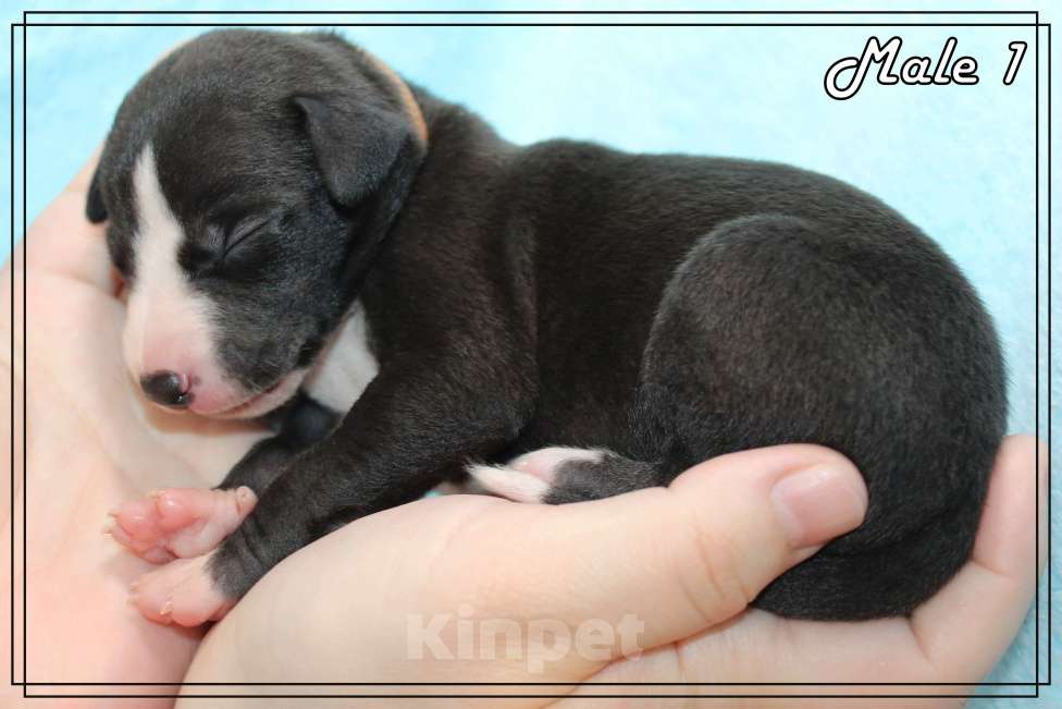 Собаки в Москве: Роскошный щенок уиппета. Мальчик, Бесплатно - фото 7