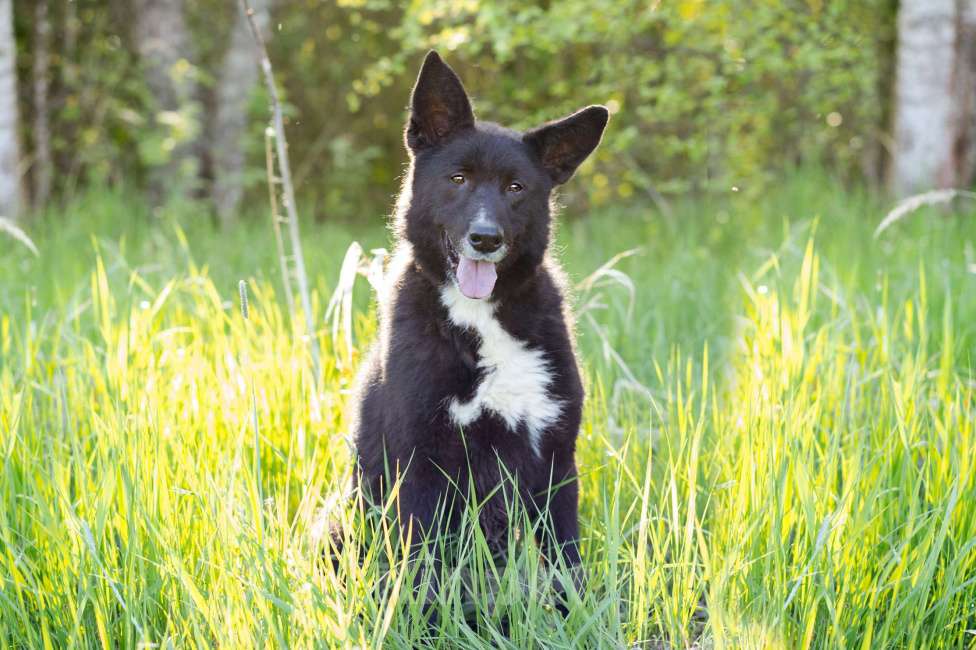 Собаки в Москве: Собака-компаньон в добрые руки! Мальчик, Бесплатно - фото 2