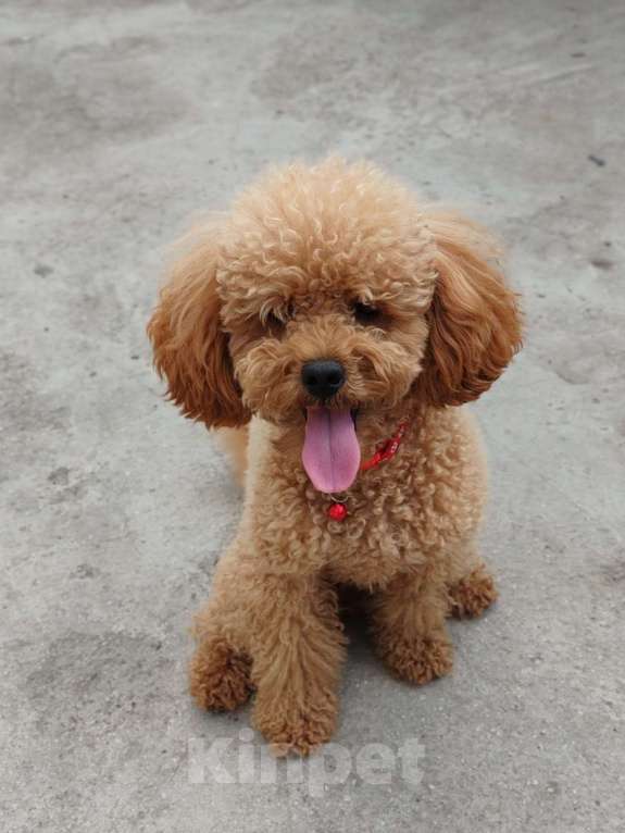 Собаки в Ельце: Щенки той-пуделя Девочка, 60 000 руб. - фото 8