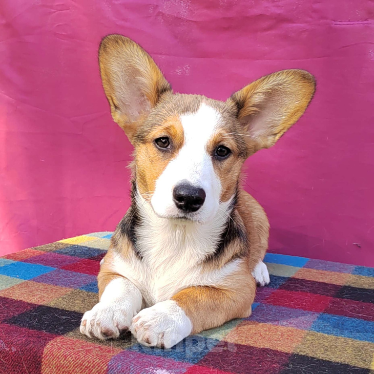 Собаки в Екатеринбурге: Щенки Корги Кардиган  Девочка, Бесплатно - фото 7