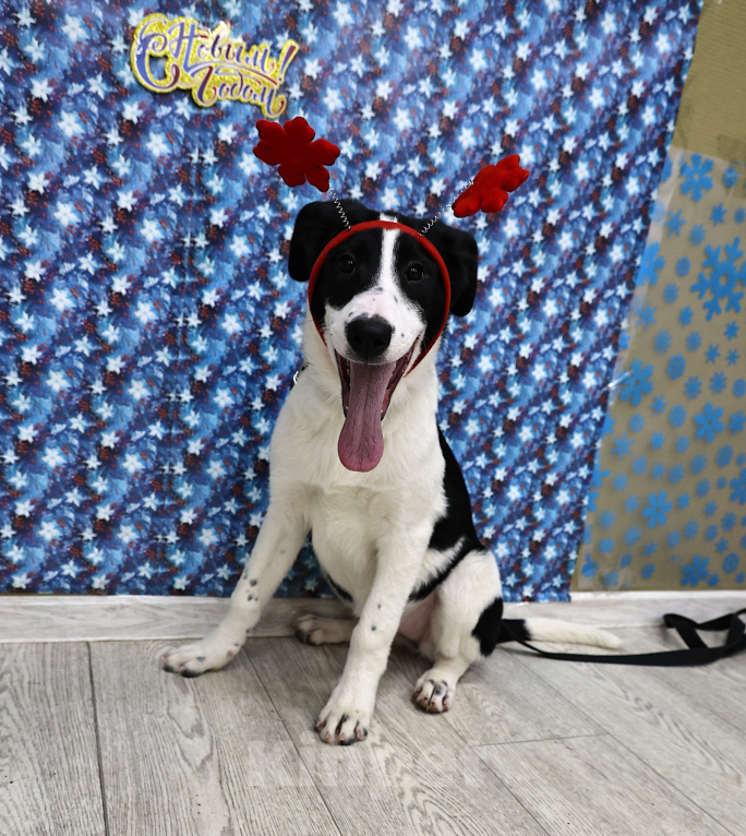 Собаки в Москве: Щенки бесплатно в Москве Девочка, Бесплатно - фото 4