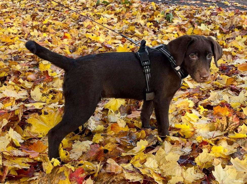 Собаки в других городах Московской области: Щенки шоколадного лабрадора ретривера Девочка, 30 000 руб. - фото 2