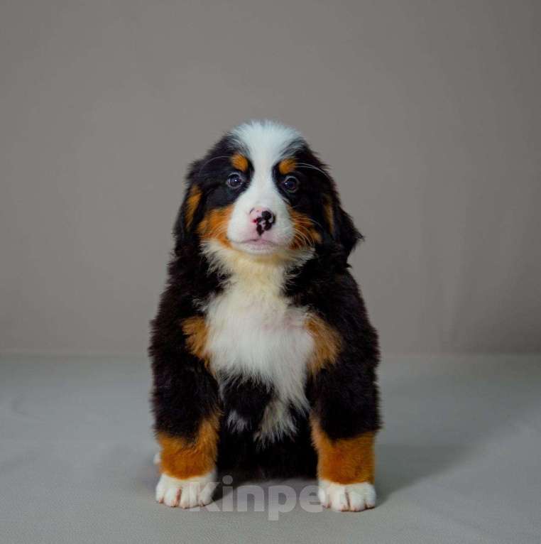 Собаки в Богдане: Щенки бернского зенненхунда Девочка, 80 000 руб. - фото 4