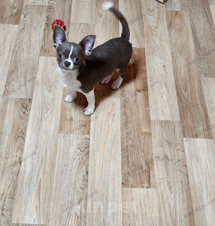 Собаки в Москве: Лиловый мальчик чихуахуа  Мальчик, Бесплатно - фото 2