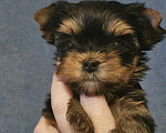 Собаки в Москве: Небольшая девочка йорка  Девочка, 100 000 руб. - фото 4