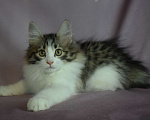 Кошки в Егорьевске: Котята Курильский бобтейл Мальчик, 40 000 руб. - фото 6