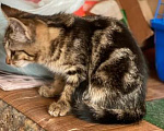 Кошки в Москве: Мраморный котенок Ириска в дар Девочка, Бесплатно - фото 2