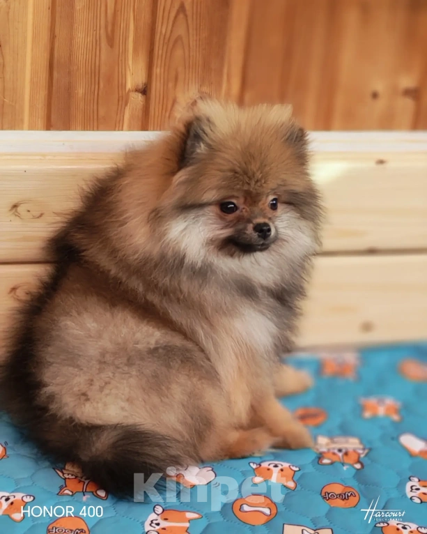 Собаки в Омске: Красотка Девочка, 30 000 руб. - фото 1