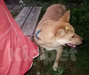 Собаки в Москве: Собака Рыжка ищет  дом Девочка, Бесплатно - фото 10