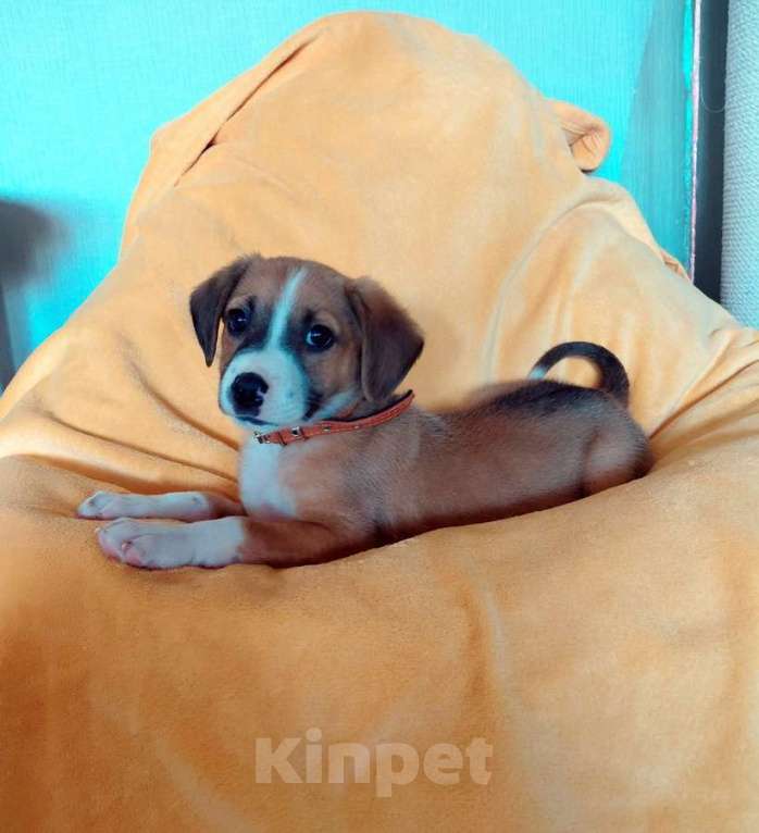 Собаки в Санкт-Петербурге: Маленький красавчик ищет дом Мальчик, Бесплатно - фото 1