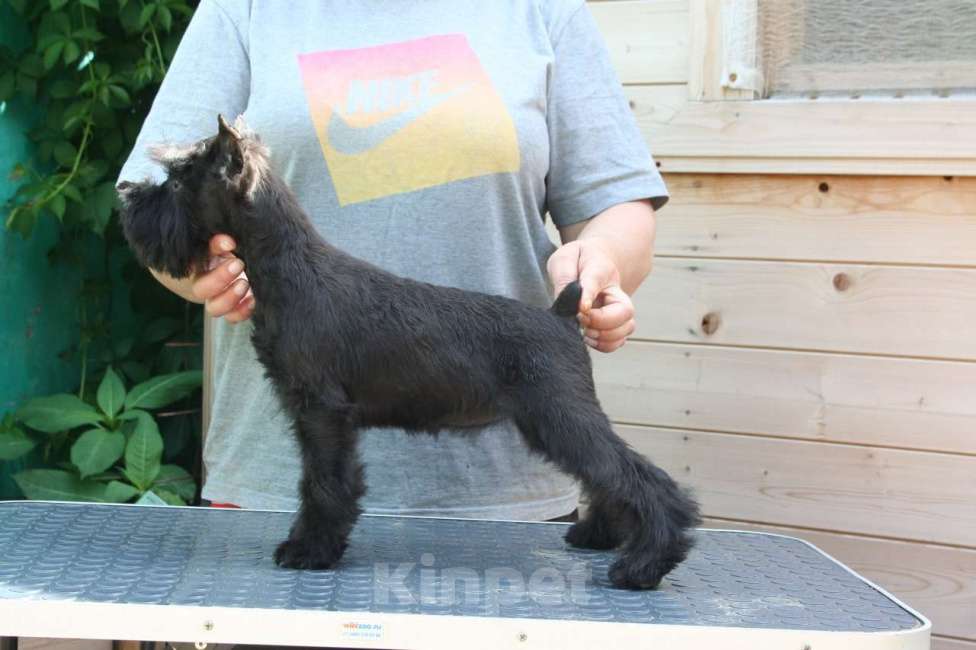 Собаки в Александрове: Принцесса Девочка, 60 000 руб. - фото 3