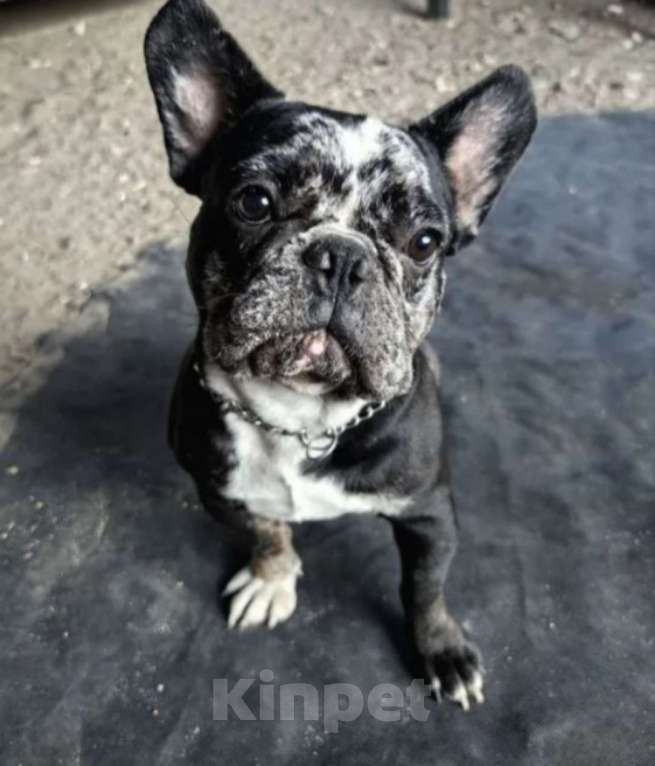Собаки в Волгограде: Французский бульдог-щенки Мальчик, 20 000 руб. - фото 7