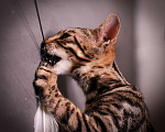 Кошки в Москве: Бенгал котенок  Мальчик, 35 000 руб. - фото 4