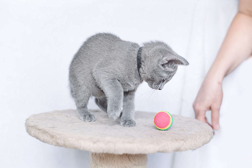 Объявление: Iriska Fluffy Dream , 50 000 руб., Томск