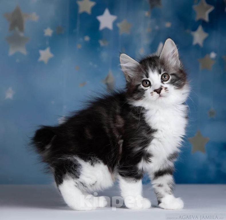 Кошки в других городах Московской области: Котик полудлинношерстный  Мальчик, 60 000 руб. - фото 8