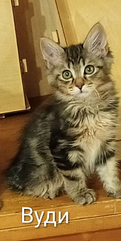 Курильский бобтейл 