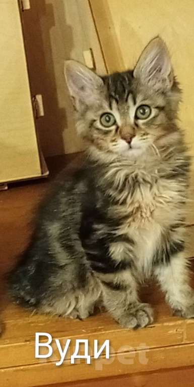 Кошки в Волгограде: Курильский бобтейл  Мальчик, 25 000 руб. - фото 1