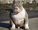 Собаки в Москве: Американский булли подрощеный щенок Мальчик, 100 000 руб. - фото 7