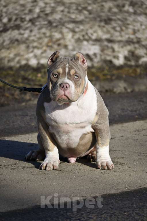 Собаки в Москве: Американский булли подрощеный щенок Мальчик, 100 000 руб. - фото 7