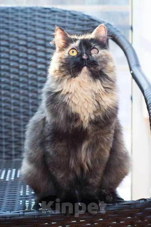 Кошки в Москве: Когда же ты уже наконец найдешь свой дом Девочка, Бесплатно - фото 3