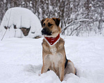 Собаки в Москве: Оушен Мальчик, Бесплатно - фото 3