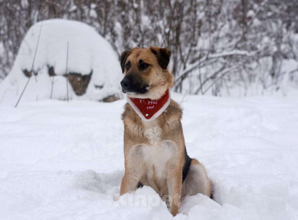 Собаки в Москве: Оушен Мальчик, Бесплатно - фото 3