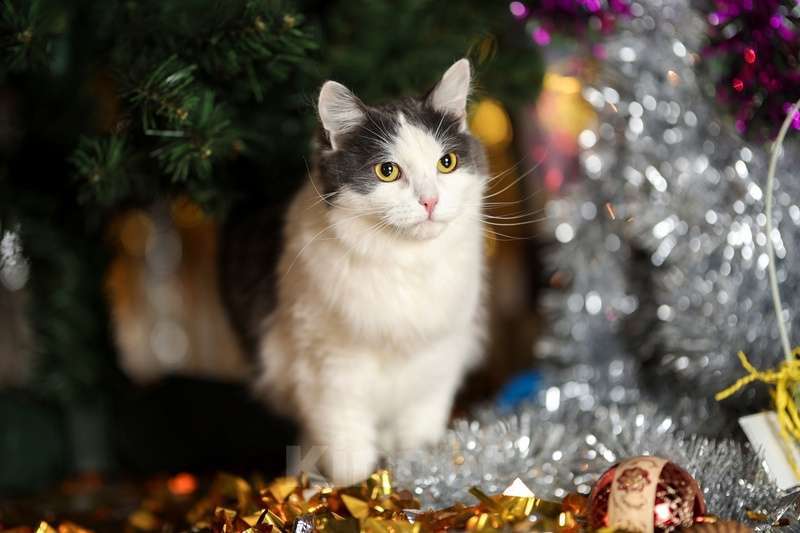 Кошки в Москве: Сибирский молодой ласковый кот Пушок в добрые руки Мальчик, Бесплатно - фото 7