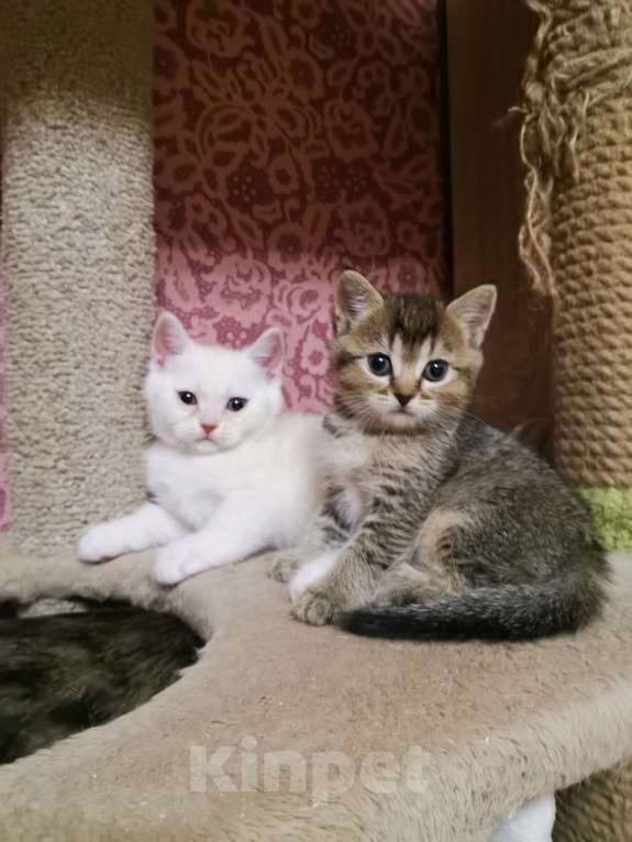 Кошки в Москве: Британские девочки  Мальчик, 10 000 руб. - фото 2