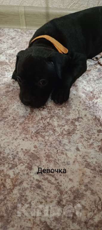 Собаки в Липецке: Щенки Девочка, 12 000 руб. - фото 3
