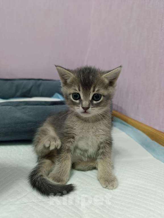 Кошки в Москве: Продаются котятки Мальчик, Бесплатно - фото 2