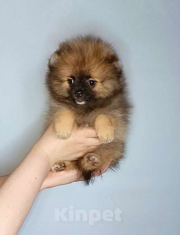 Собаки в Москве: Померанский шпиц, девочка Девочка, 22 000 руб. - фото 1