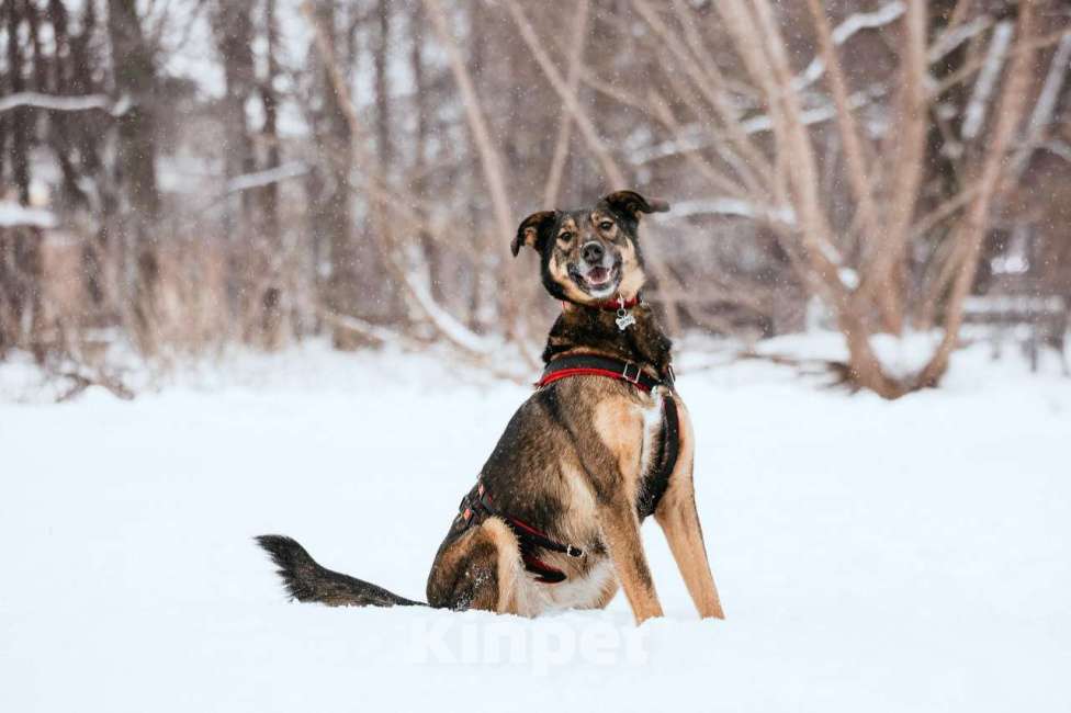 Собаки в Москве: Очаровательная Джума ищет дом Девочка, Бесплатно - фото 2