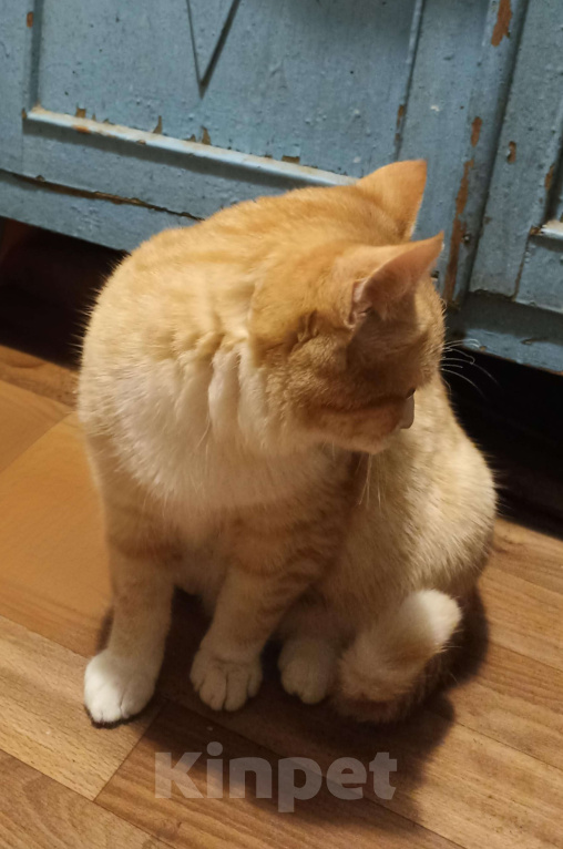 Кошки в Москве: Котик-пирожок ищет дом Мальчик, Бесплатно - фото 2