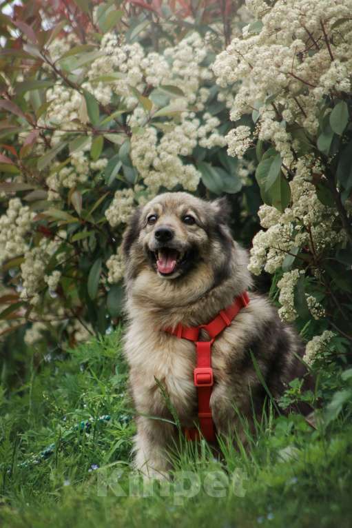 Собаки в Москве: Шикарный Сингер ищет дом Мальчик, Бесплатно - фото 7