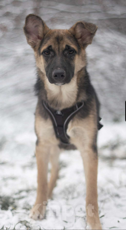 Собаки в Москве: Несквик Мальчик, Бесплатно - фото 3