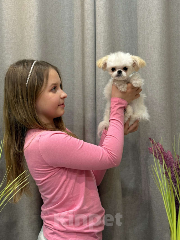 Собаки в Москве: Чакки.  Эксклюзивное микро. Мальчик, 150 000 руб. - фото 5