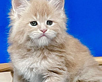 Кошки в других городах Ленинградской области: Котята Мейн Кун  Мальчик, 60 000 руб. - фото 1