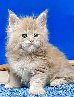 Котята Мейн Кун 