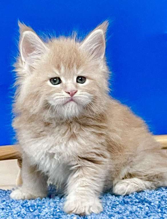 Кошки в других городах Ленинградской области: Котята Мейн Кун  Мальчик, 60 000 руб. - фото 1