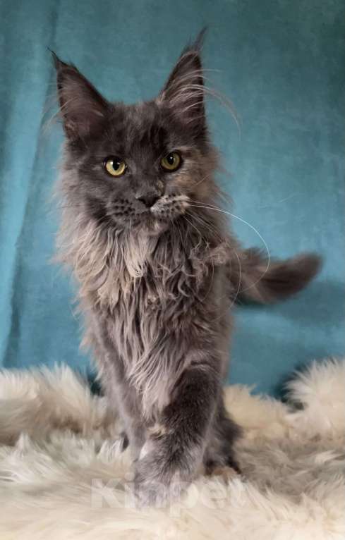 Кошки в других городах Московской области: Котенок мейн-кун Девочка, 30 000 руб. - фото 2