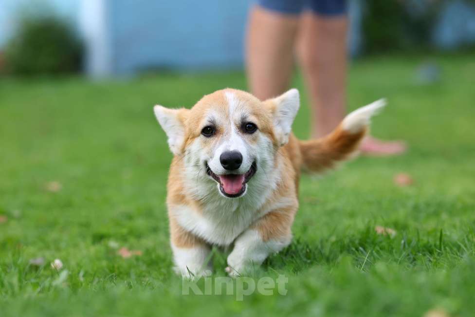 Собаки в других городах Алтайского края: Щенки вельш корги пемброк  Мальчик, 70 000 руб. - фото 3