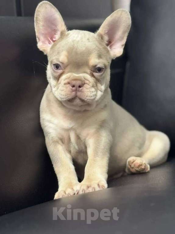 Собаки в Санкт-Петербурге: Французский бульдог мальчик щенок Мальчик, 50 000 руб. - фото 3