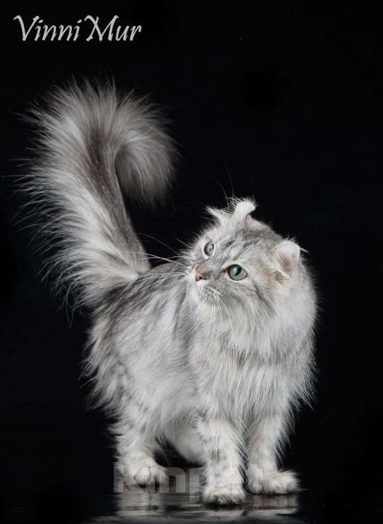 Кошки в Санкт-Петербурге: Американский керл  Девочка, Бесплатно - фото 3