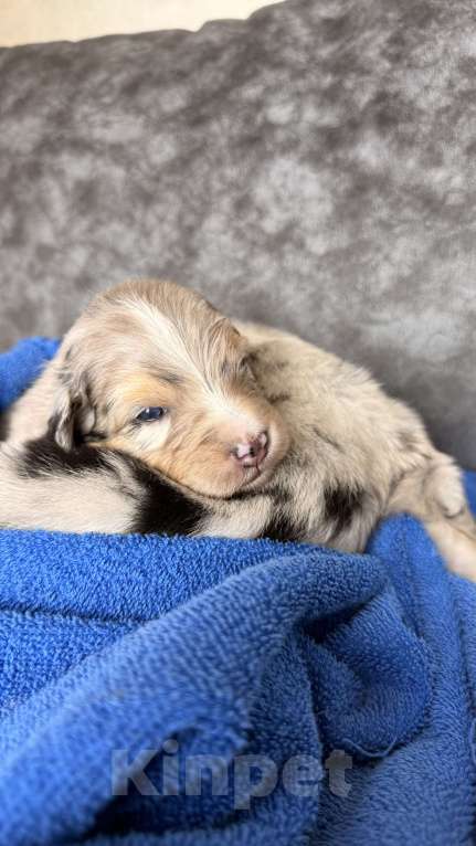 Собаки в Москве: Девочка австралийская овчарки щенок Девочка, Бесплатно - фото 6