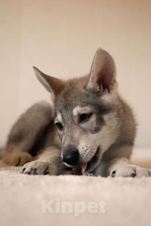 Собаки в Санкт-Петербурге: Уриэль волчья собака Саарлоса Мальчик, 180 000 руб. - фото 5