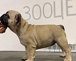 Собаки в Кургане: Щенки французского бульдога РКФ Разнополые, 15 000 руб. - фото 4