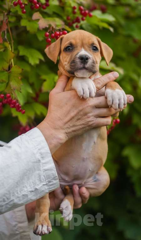 Собаки в Самаре: Щенок АСТ из питомника Девочка, 50 000 руб. - фото 3