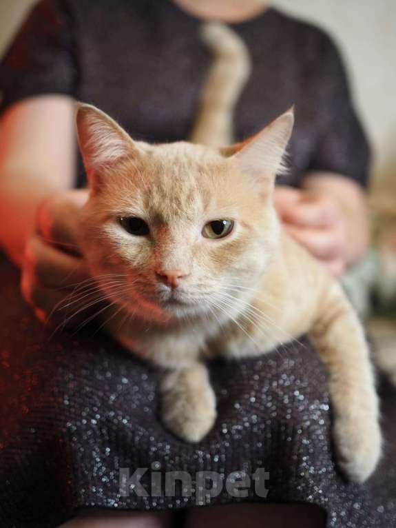 Кошки в Люберцах: Котик Арчи в поисках дома Мальчик, Бесплатно - фото 1