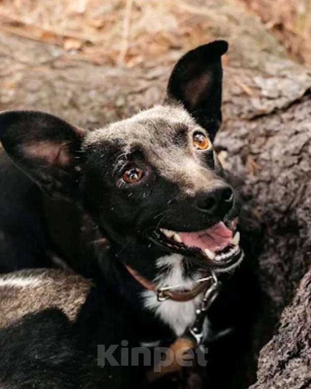 Собаки в других городах Московской области: Ищу дом маленькой паре Девочка, Бесплатно - фото 8