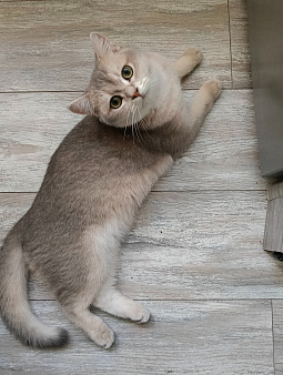 Британский котëнок.